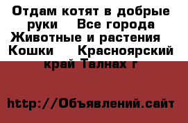 Отдам котят в добрые руки. - Все города Животные и растения » Кошки   . Красноярский край,Талнах г.